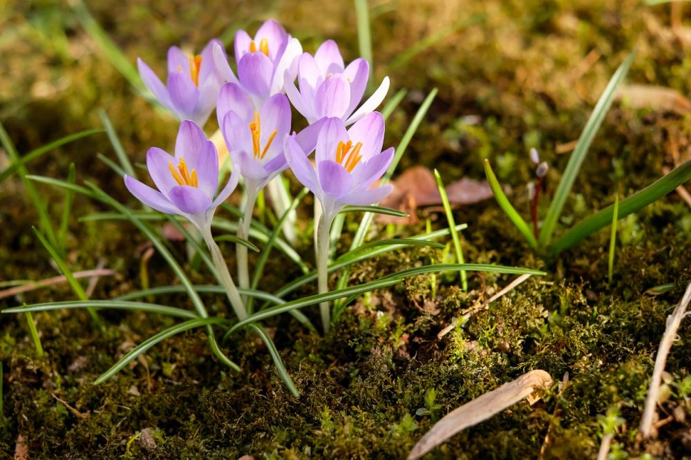 Vekstlys - Optimaliser Plantenes Vekst og Blomstring